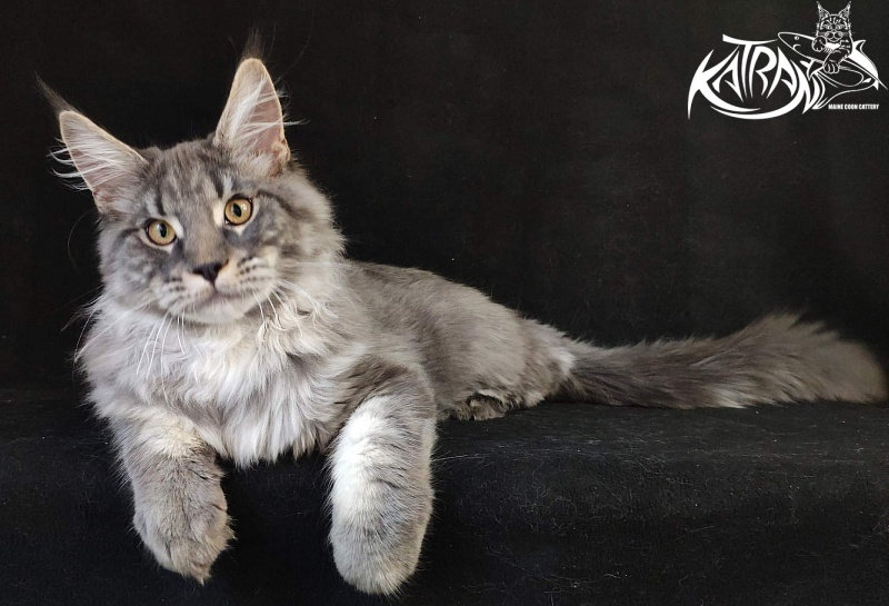 Katran Hero - Котенок мейн-кун 6 месяцев