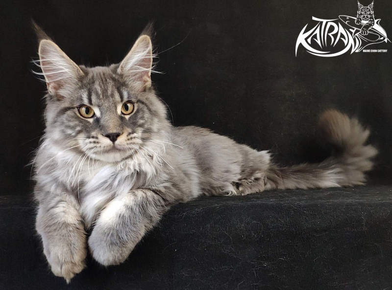 Katran Hero - Котенок мейн-кун 6 месяцев