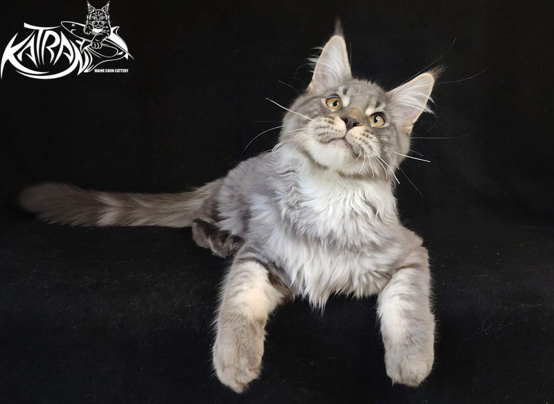 Katran Hero - Котенок мейн-кун 6 месяцев