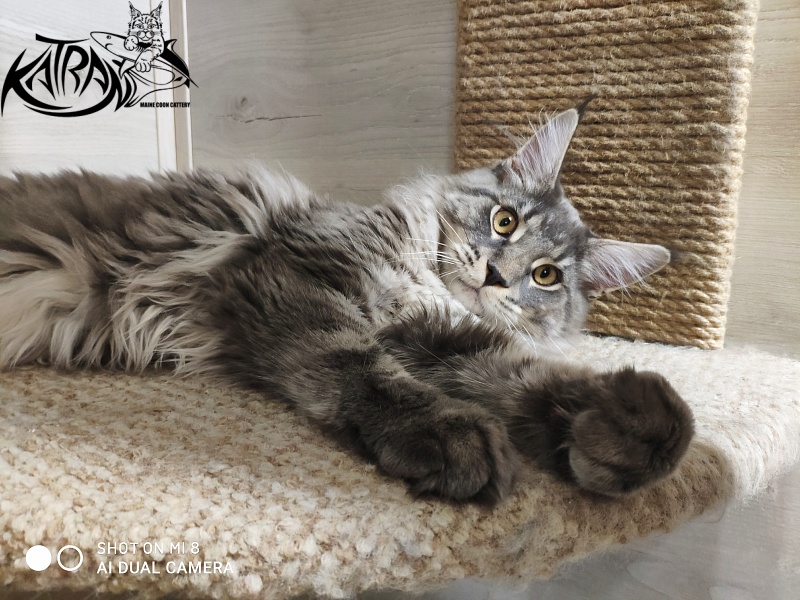 Katran Hero - Юниор мейн-кун 7 месяцев