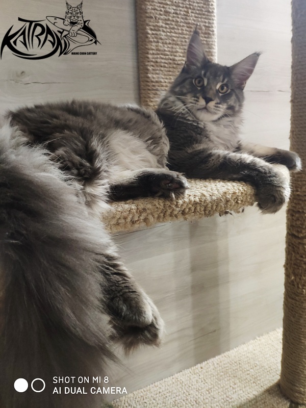 Katran Hero - Юниор мейн-кун 7 месяцев