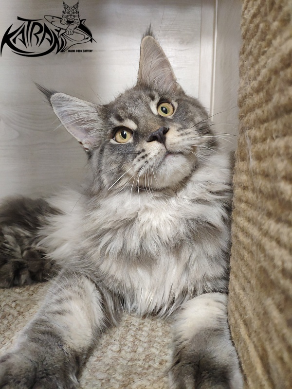 Katran Hero - Юниор мейн-кун 7 месяцев