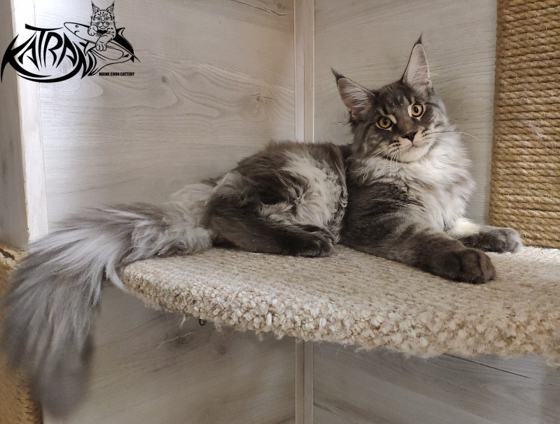 Katran Hero - Юниор мейн-кун 7 месяцев