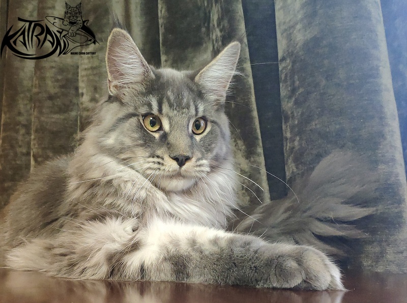 Katran Hero - Юниор мейн-кун 8 месяцев