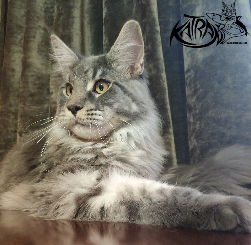 Katran Hero - Юниор мейн-кун 8 месяцев