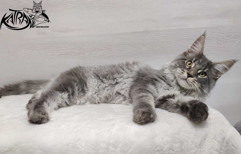 Katran Hero - Котенок мейн-кун 5 месяцев