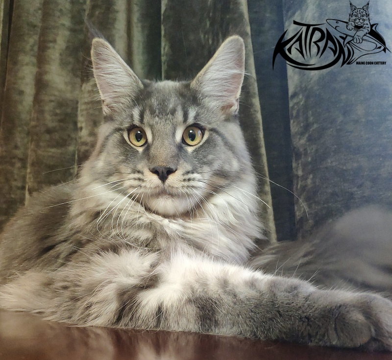 Katran Hero - Юниор мейн-кун 8 месяцев