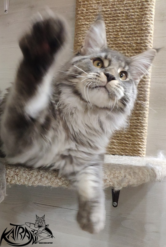 Katran Hero - Юниор мейн-кун 7 месяцев