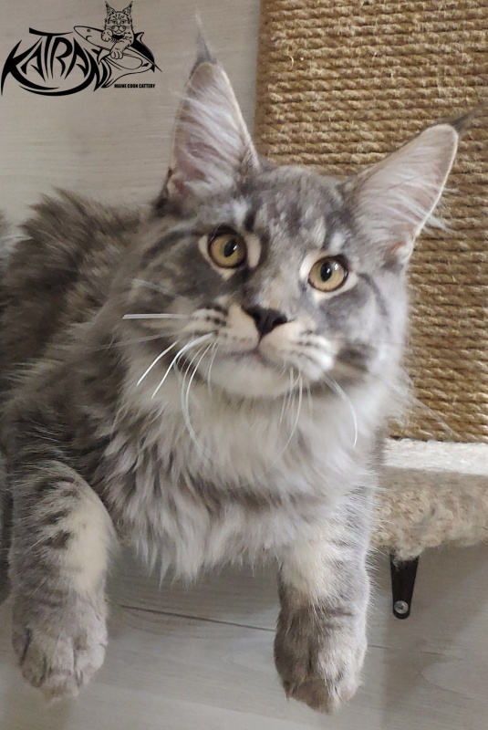 Katran Hero - Юниор мейн-кун 7 месяцев