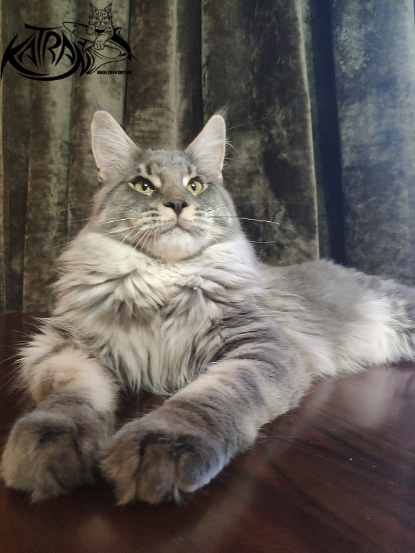 Katran Hero - Юниор мейн-кун 8 месяцев