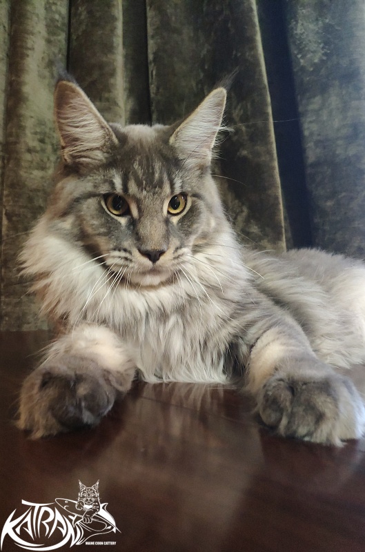 Katran Hero - Юниор мейн-кун 8 месяцев