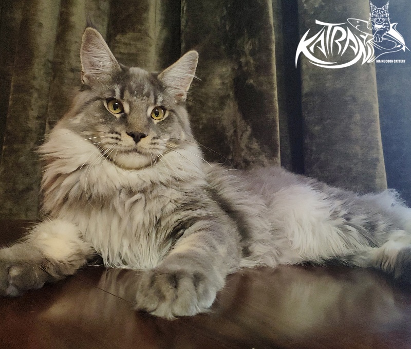 Katran Hero - Юниор мейн-кун 8 месяцев