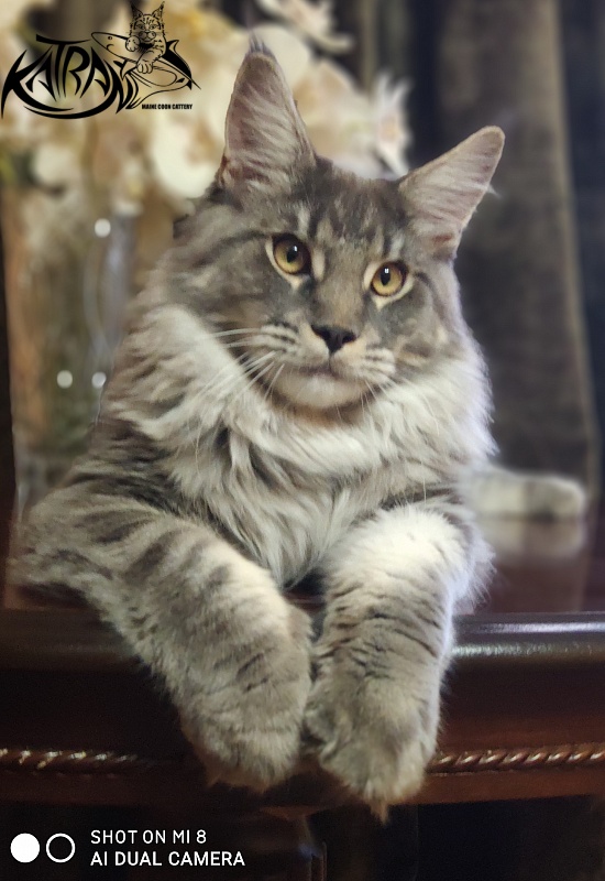 Katran Hero - Юниор мейн-кун 8 месяцев