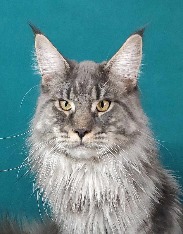 Katran Hero - Взрослый мейн-кун 10 месяцев