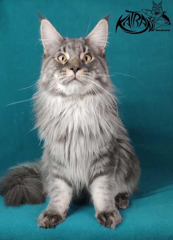 Katran Hero - Взрослый мейн-кун 10 месяцев