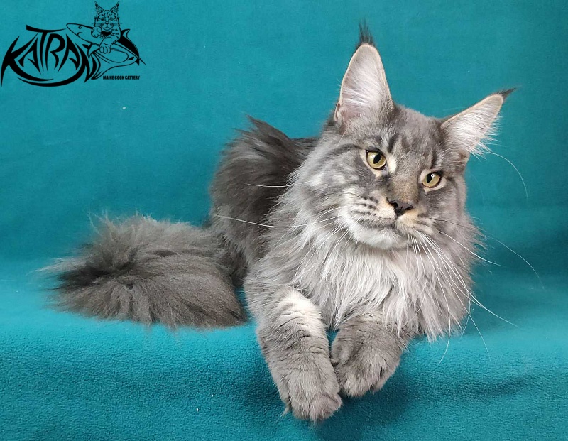 Katran Hero - Взрослый мейн-кун 10 месяцев
