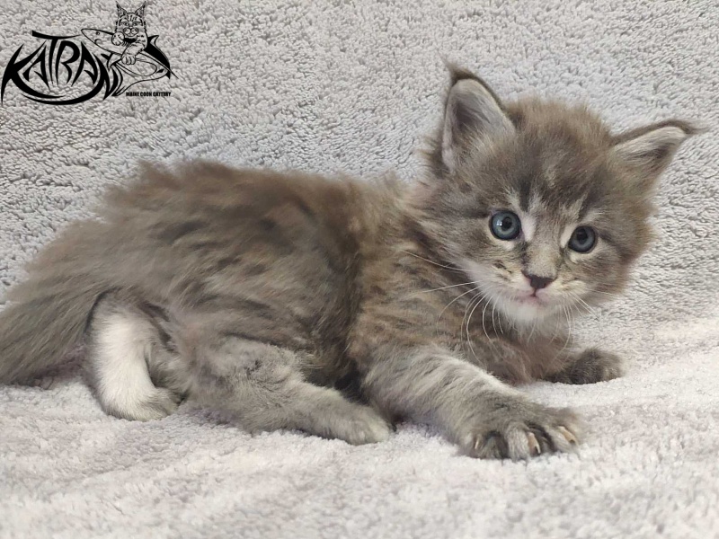 Katran Hero - Котенок мейн-кун 1 месяц