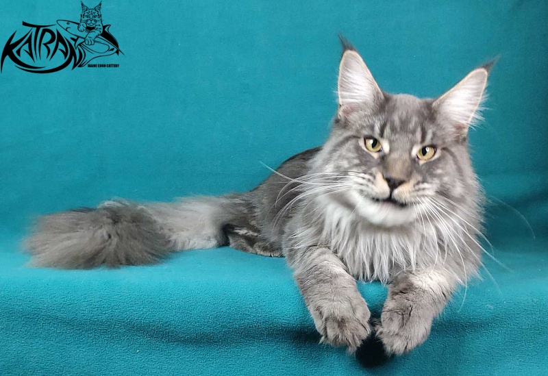 Katran Hero - Взрослый мейн-кун 10 месяцев