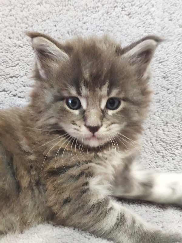 Katran Hero - Котенок мейн-кун 1 месяц