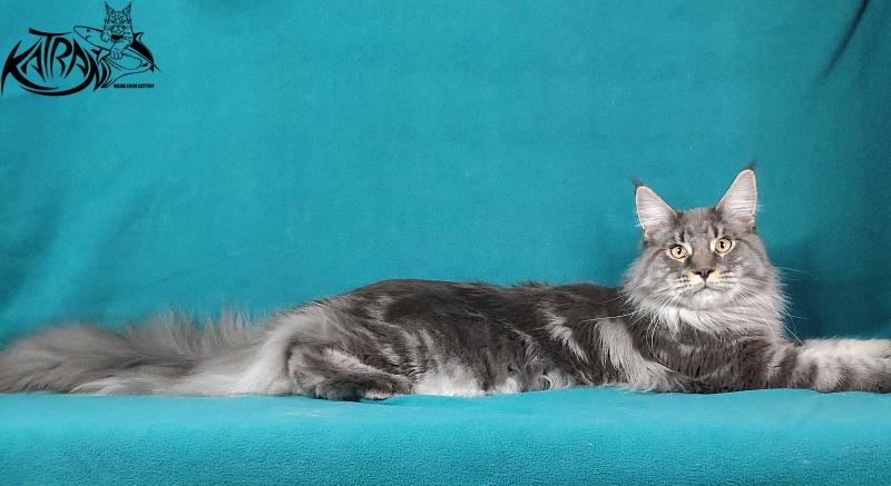 Katran Hero - Взрослый мейн-кун 10 месяцев