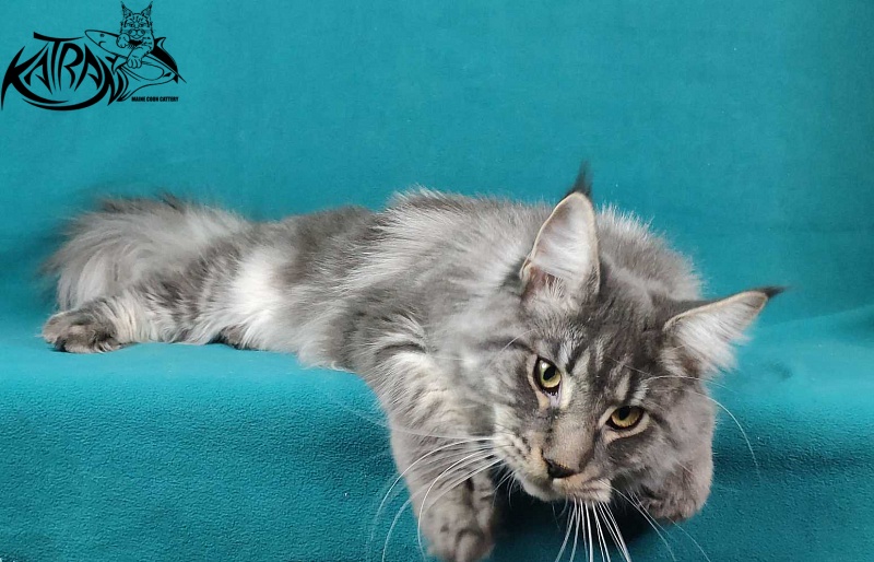Katran Hero - Взрослый мейн-кун 10 месяцев