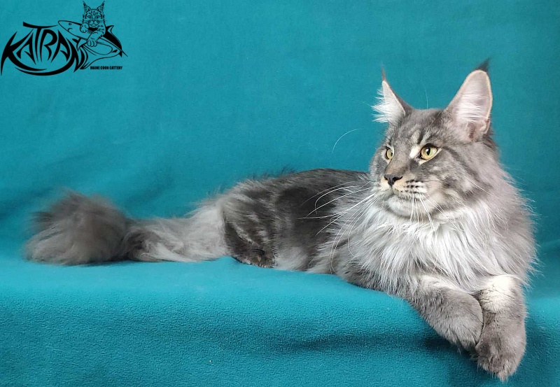 Katran Hero - Взрослый мейн-кун 10 месяцев