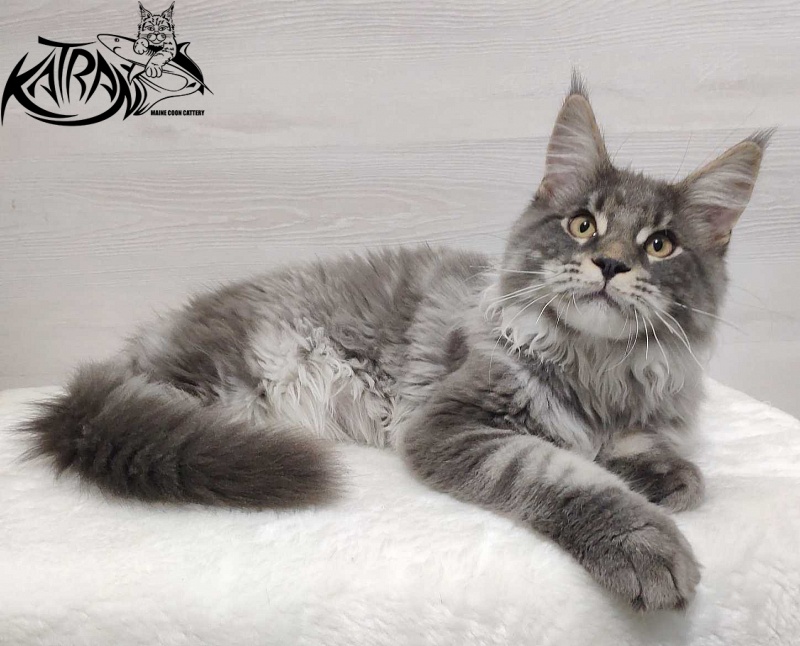Katran Hero - Котенок мейн-кун 5 месяцев
