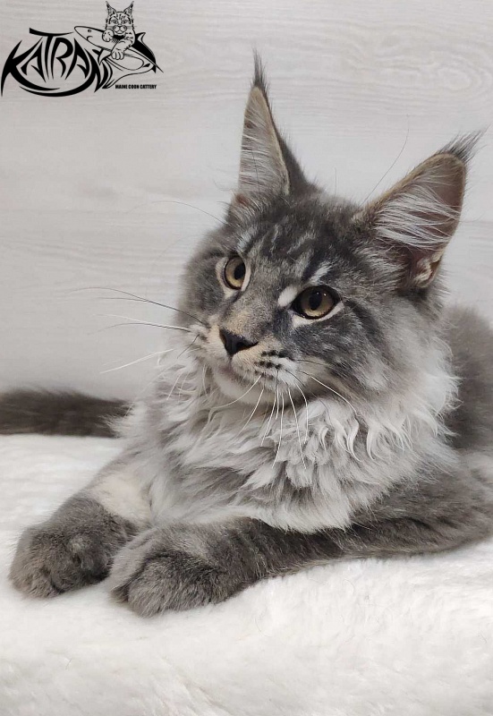 Katran Hero - Котенок мейн-кун 5 месяцев