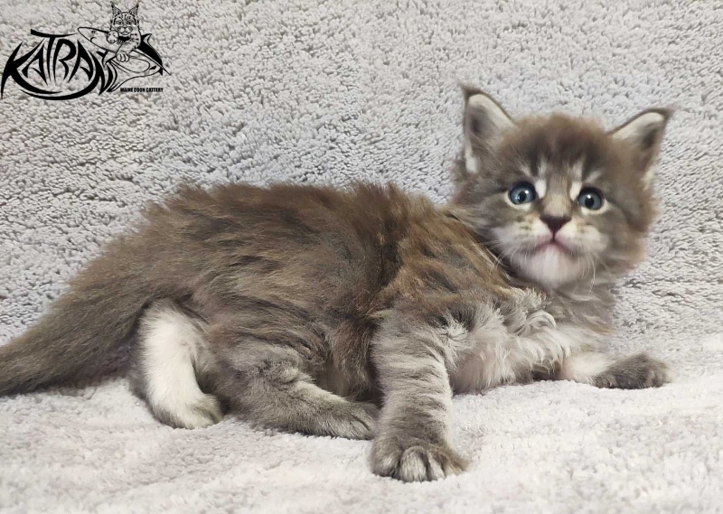 Katran Hero - Котенок мейн-кун 1 месяц