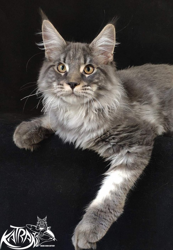 Katran Hero - Котенок мейн-кун 6 месяцев