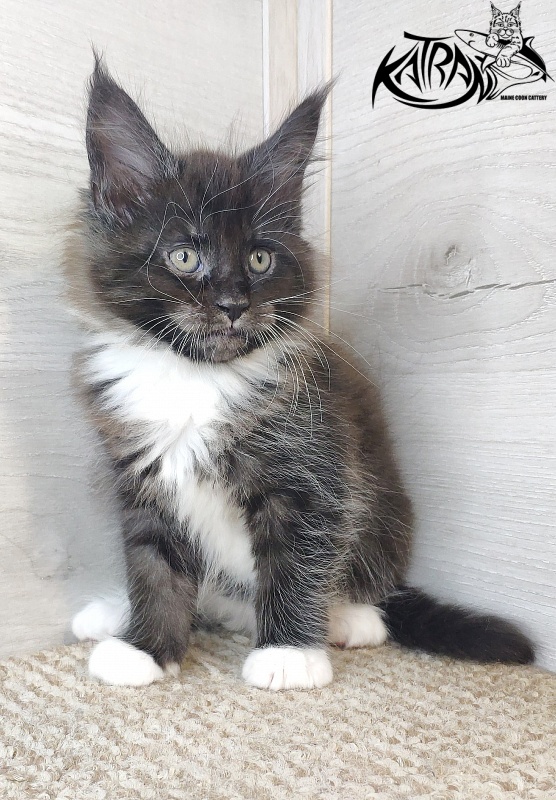 Katran Iris - Кошеня мейн-кун 1 місяць 2,5 тижні