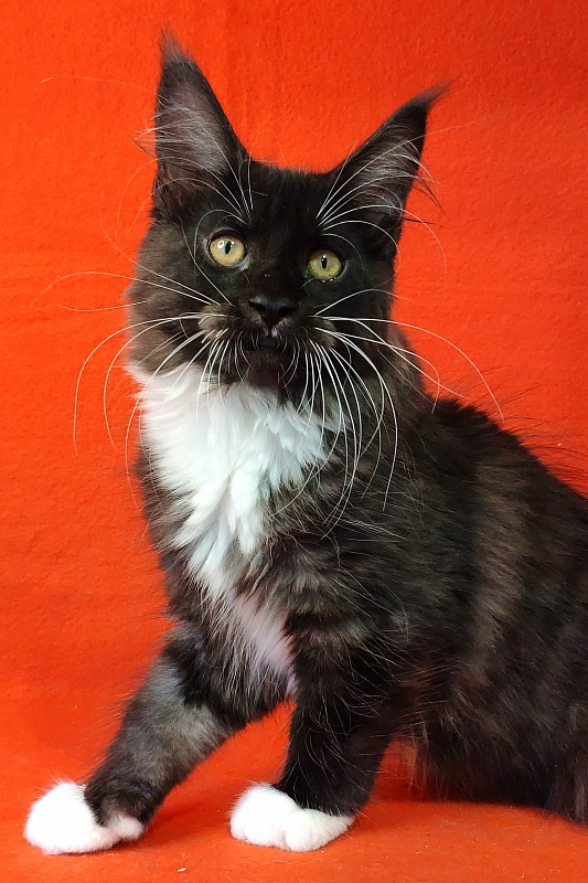 Katran Iris - Кошеня мейн-кун 3 місяця