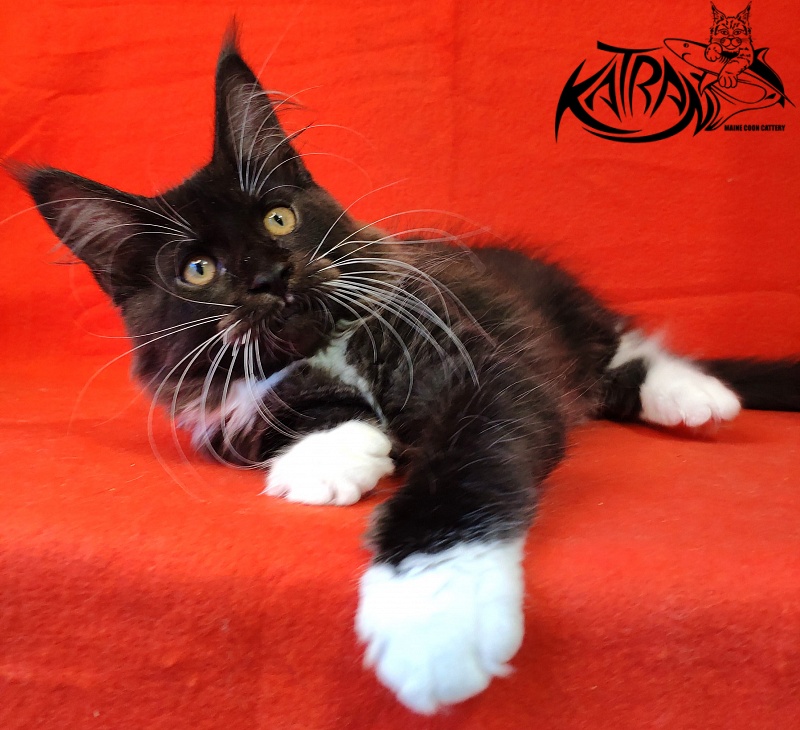 Katran Iris - Кошеня мейн-кун 3 місяця