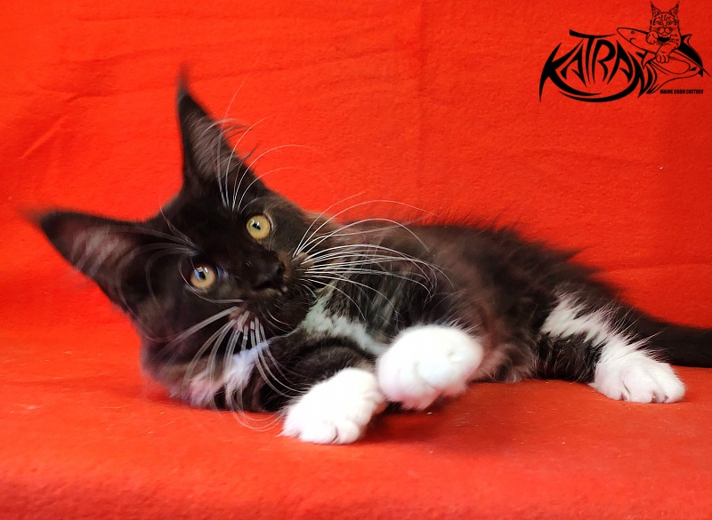 Katran Iris - Кошеня мейн-кун 3 місяця