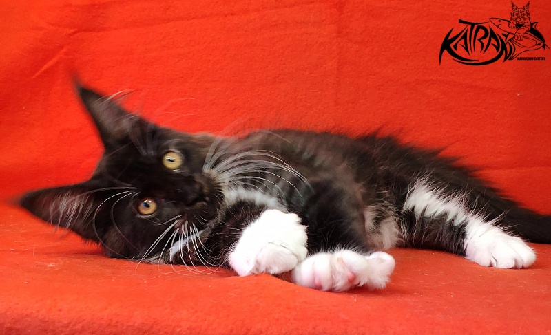 Katran Iris - Кошеня мейн-кун 3 місяця