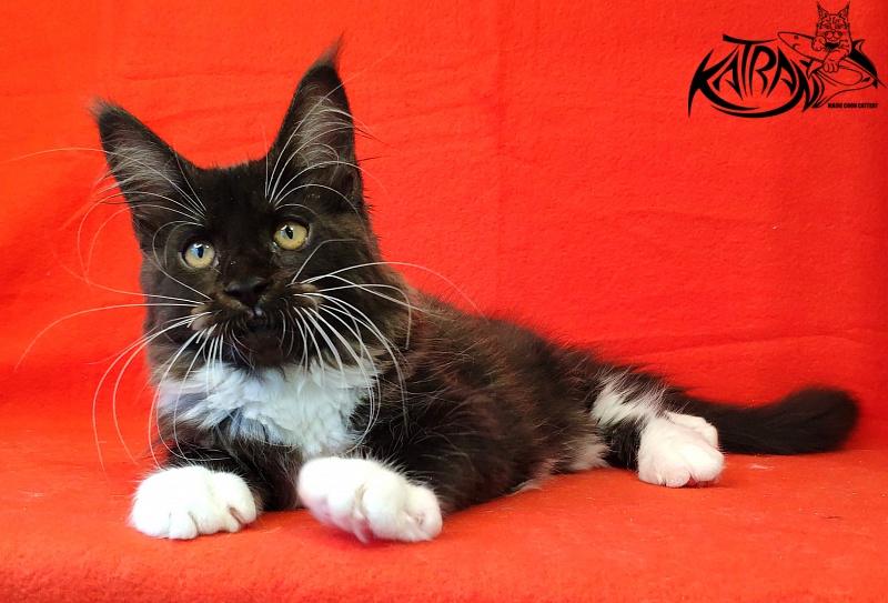 Katran Iris - Кошеня мейн-кун 3 місяця