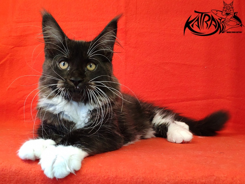 Katran Iris - Кошеня мейн-кун 3 місяця