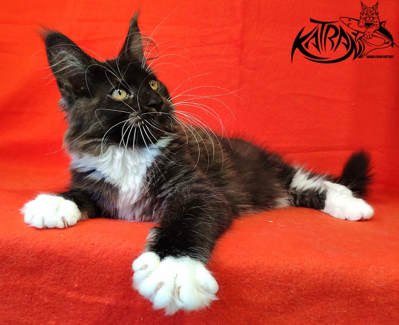 Katran Iris - Кошеня мейн-кун 3 місяця