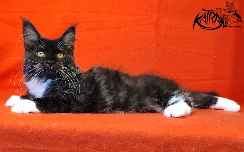 Katran Iris - Кошеня мейн-кун 3 місяця