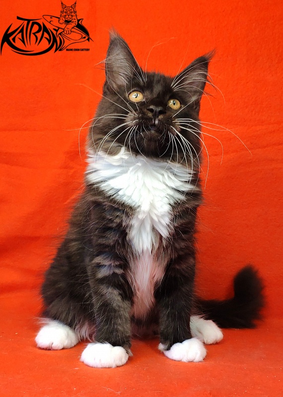 Katran Iris - Кошеня мейн-кун 3 місяця