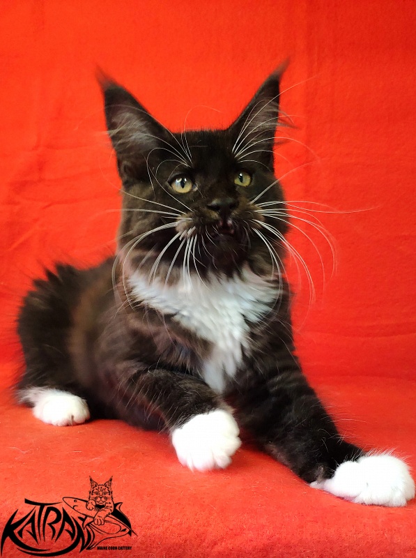 Katran Iris - Кошеня мейн-кун 3 місяця