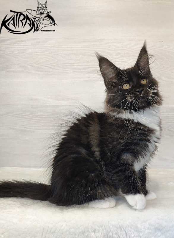 Katran Iris - Кошеня мейн-кун 2 місяця 1,5 тиждень