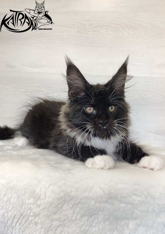 Katran Iris - Кошеня мейн-кун 2 місяця 1,5 тиждень