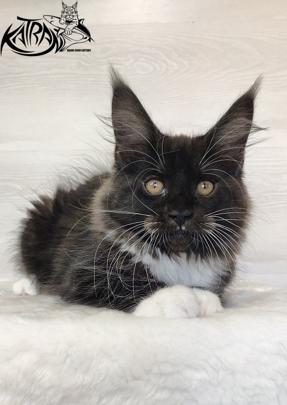 Katran Iris - Кошеня мейн-кун 2 місяця 1,5 тиждень
