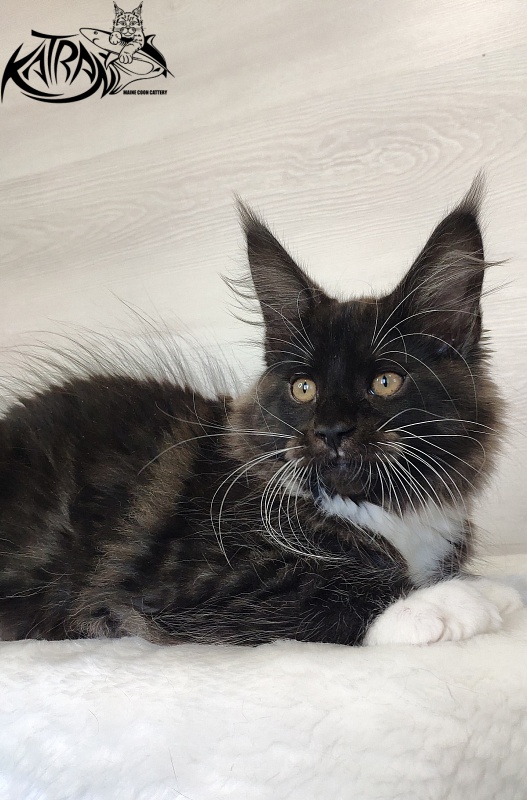 Katran Iris - Кошеня мейн-кун 2 місяця 1,5 тиждень