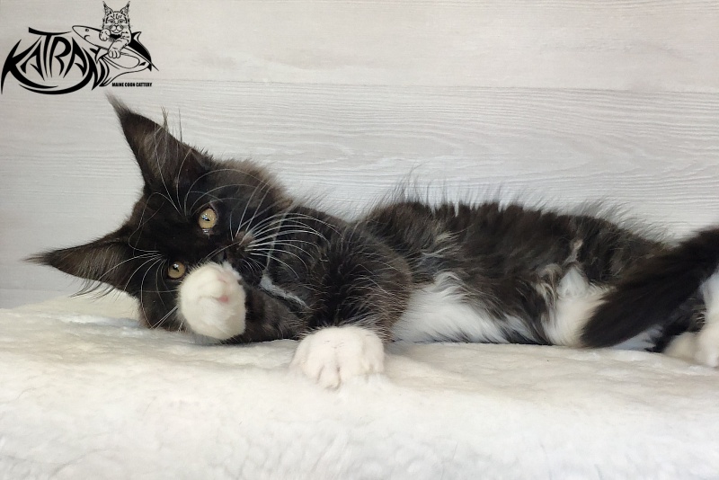 Katran Iris - Кошеня мейн-кун 2 місяця 1,5 тиждень