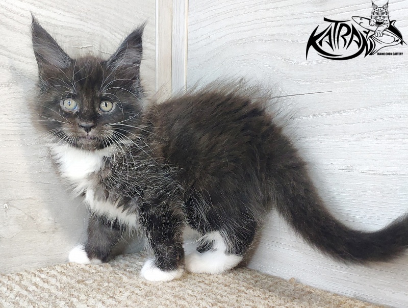 Katran Iris - Кошеня мейн-кун 1 місяць 2,5 тижні