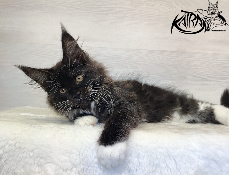 Katran Iris - Кошеня мейн-кун 2 місяця 1,5 тиждень