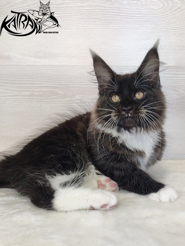 Katran Iris - Кошеня мейн-кун 2 місяця 1,5 тиждень