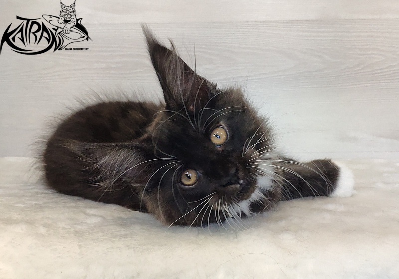 Katran Iris - Кошеня мейн-кун 2 місяця 1,5 тиждень
